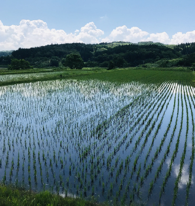 水田の写真