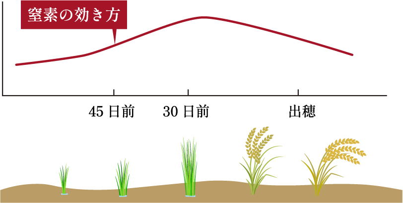 「への字型栽培」についての図表