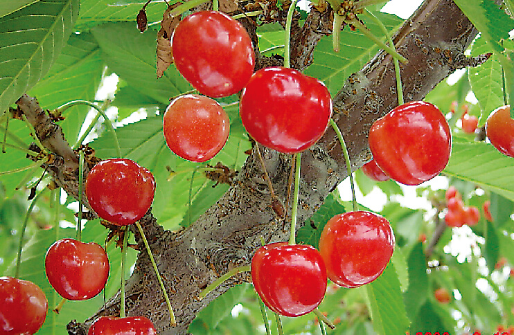 昼夜の温度差とデンプンの関係の図表