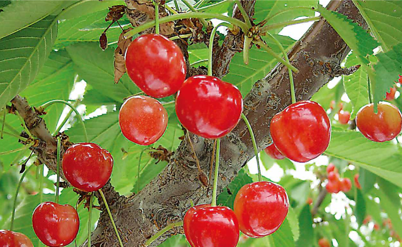 さくらんぼの写真